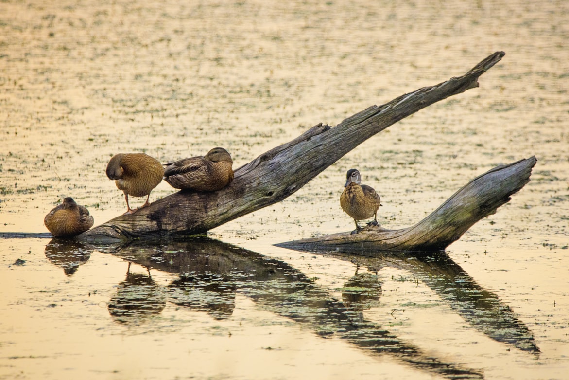 Read more about the article Lorem Ipsum II